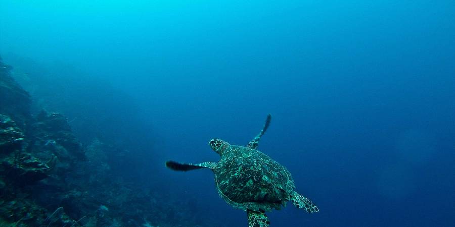 ホンジュラスへの旅行に最適なeSIMを探そう