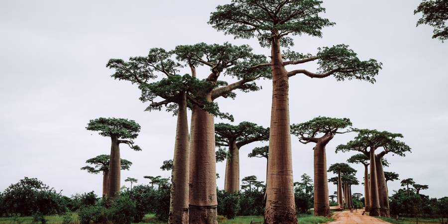 マダガスカルへの旅行に最適なeSIMを探そう