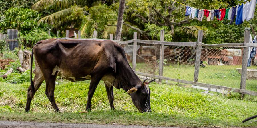 Trouvez la meilleure eSIM pour la Guyane