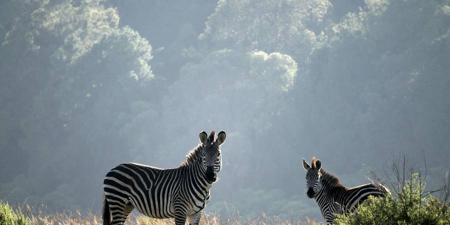 マラウイへの旅行に最適なeSIMを探そう