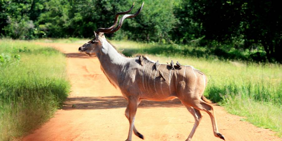 Trova la migliore eSIM per Lo Zambia